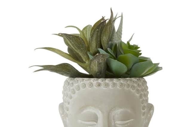 Mixed Succulent, White Wash Cement, Buddha Pot, £22