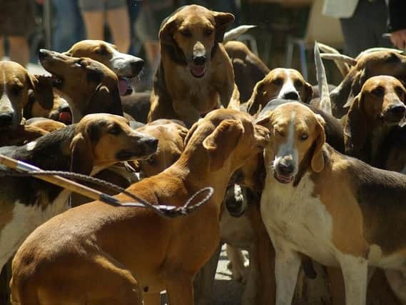 Stock image of hunting hounds