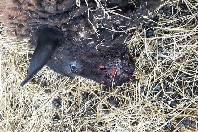 Sheep were left for dead by a Staffordshire Bull Terrier