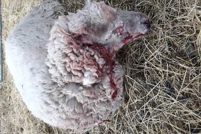 Another sheep that was left for dead in the attack