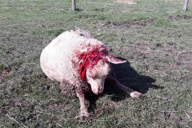 The third sheep that was left for dead by the dog