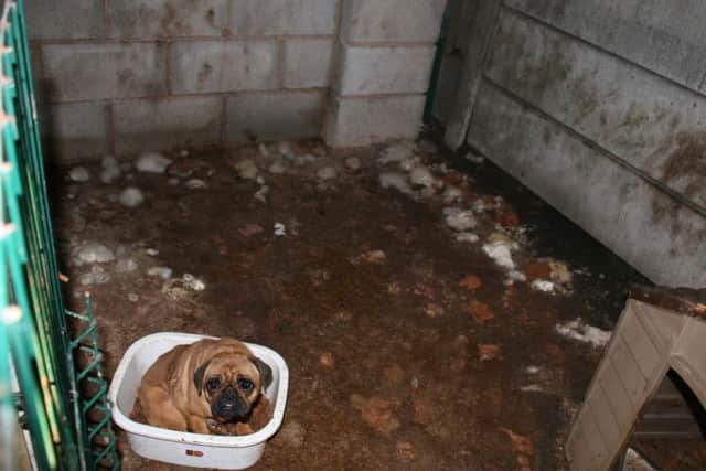 In Buckinghamshire alone, there has been 74 calls to the RSPCA  to report illegal puppy breeders over the past year.