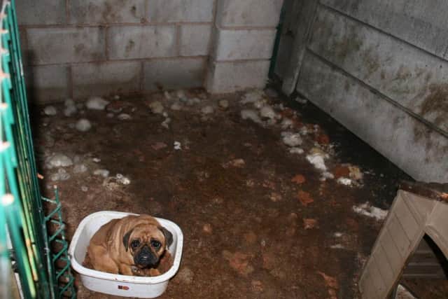 In Buckinghamshire alone, there has been 74 calls to the RSPCA  to report illegal puppy breeders over the past year.