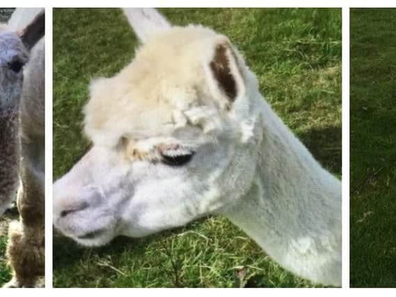 The RSPCA is investigating after three alpacas were beaten to death on a farm in Buckinghamshire.