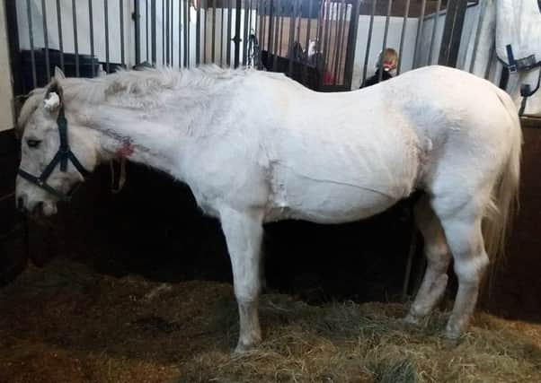 Zoo, 33, collapsed in his stable in Bledlow earlier today (Wednesday) before firefighters came to his aid