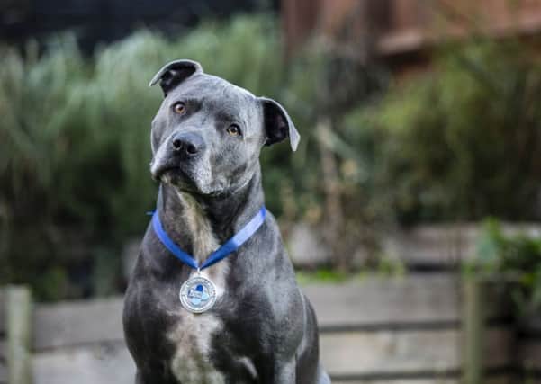 Blue Cross Medal Winner Romeo .

All Rights Reserved - Helen Yates- T: +44 (0)7790805960
Local copyright law applies to all print & online usage. Fees charged will comply with standard space rates and usage for that country, region or state.