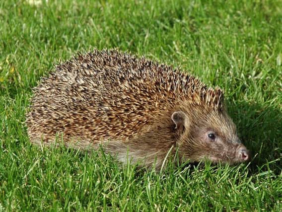 Leon the Hedgehog enjoys the sun at St Tiggywinkles