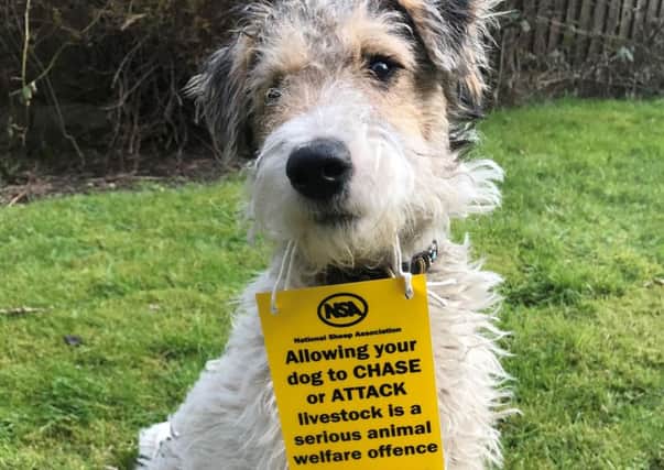 National Sheep Association warning about sheep worrying by dogs