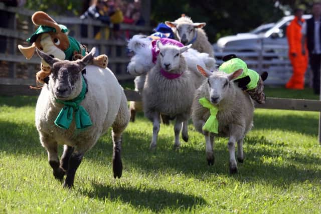 Swanbourne Sheep Race.Maisey Moo leads the way to win the second race.