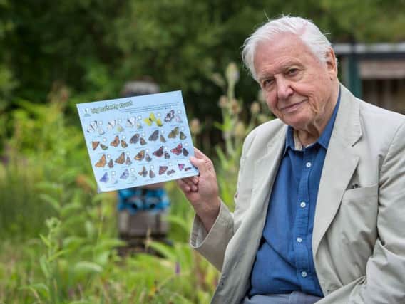 Sir David Attenborough needs your help for world's largest butterfly survey!