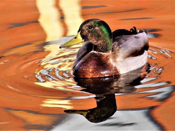 A duck enjoys the sunshine