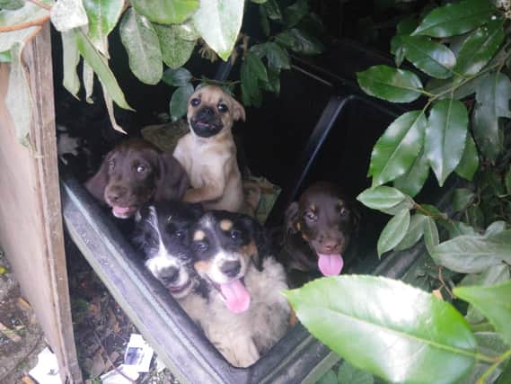 These adorable pups were found dumped in a carrier bag