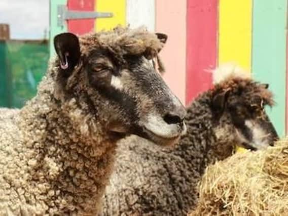 A chance to pet sheep and other creatures at Play In The Park next Wednesday (August 1)