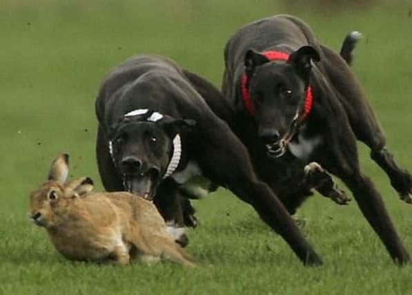 Hare coursing is predicted to increase in the coming months