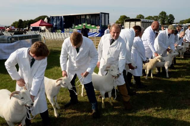 Bucks County Show 2018. Sheep classes. PNL-180830-130125009