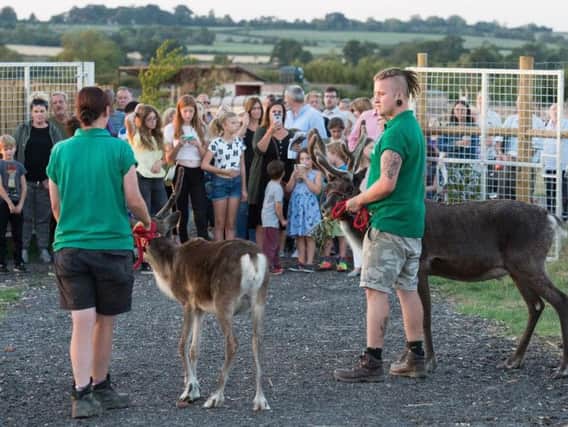 Photos of some of Green Dragon Eco Farm's reindeers on a walk with visitors at an event in the summer months