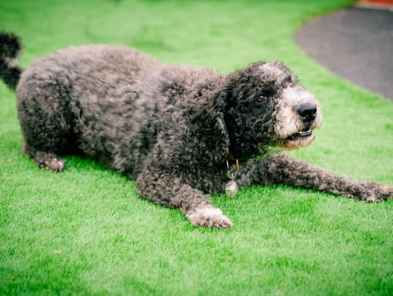 Barkley has proved popular with pupils at Green Ridge Primary Academy in Aylesbury