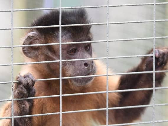 Library image of a capuchin monkey - in this case the monkey is being kept in a pet refuge