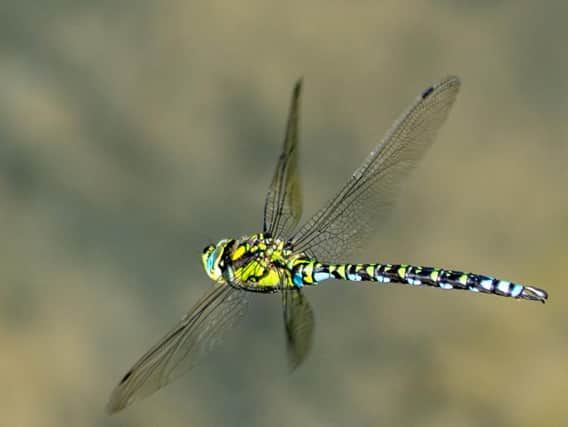 One of Mr Hyde's dragonfly photos - the blue hawker