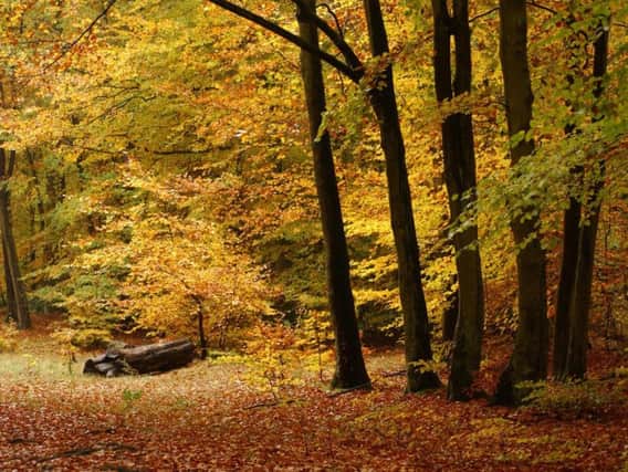 Peter Lowe recounts a spooky tale from Wendover Woods, where he says his wife saw a spooky apparition cross the road way back in 2004.