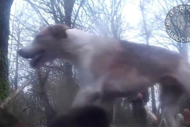 Hunt Saboteurs have released footage of what appears to be Kimblewick Hunt dragging a fox out from underground to be hunted by hounds.