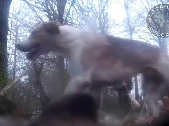 Hunt Saboteurs have released footage of what appears to be Kimblewick Hunt dragging a fox out from underground to be hunted by hounds.