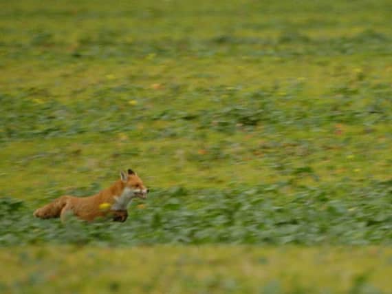 Thames Valley Police are investigating ANOTHER report of illegal fox hunting, this time in Long Crendon. (Stock image)