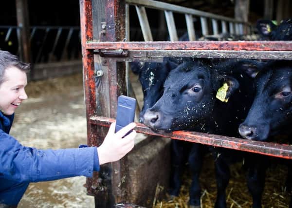 SellMyLivestock Tudder app for matching cattle, launched Valentine's Day 2019