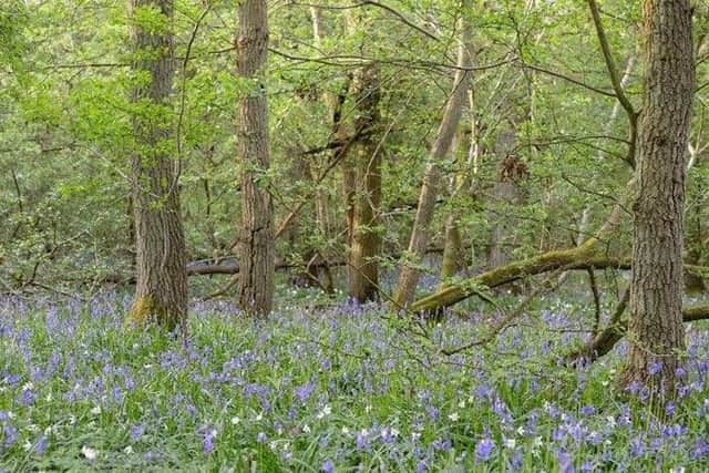 Decoypond Wood, Buckinghamshire (Credit: Woodland Trust)