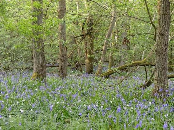 Decoypond Wood, Buckinghamshire (Credit: Woodland Trust)