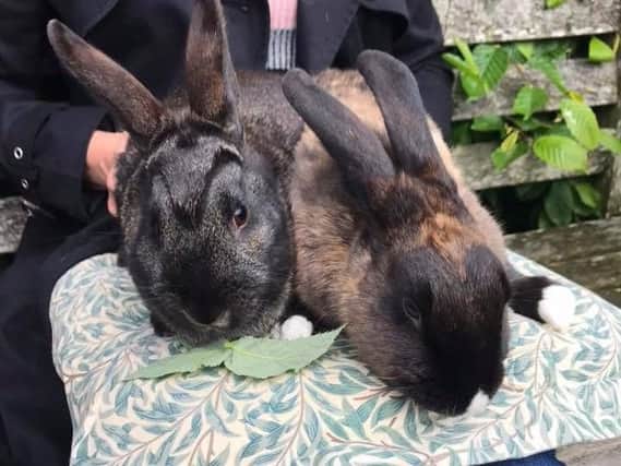 Can you help give these rabbits a home?