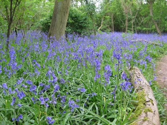 Toft Wood, near Cambridgeshire which is under threat from the project