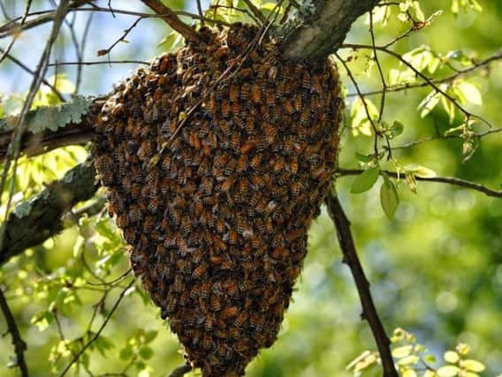 Library image of a bee swarm
