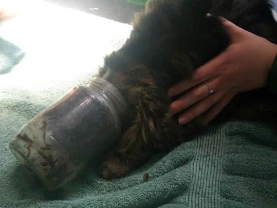 Poor Lulu was found with her head stuck in a jar