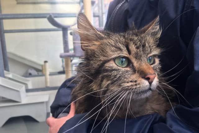 Lulu the cat is currently at Aylesbury's Blackberry Farm
