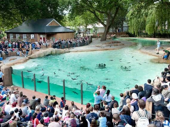 Visitors at Penguin Beach