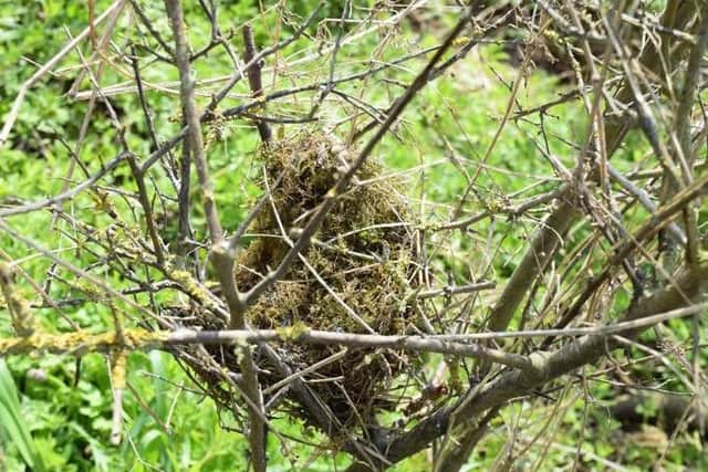 Bird nest discovered at de-vegetation site