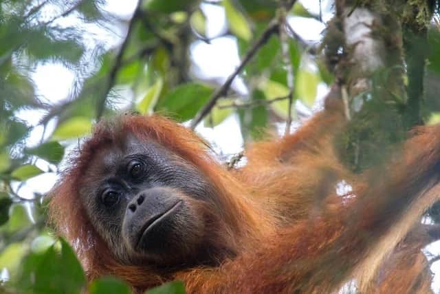 The newly identified Tapanuli Orangutans in Indonesia