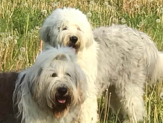 Steve's two Old English Sheepdogs which were attacked