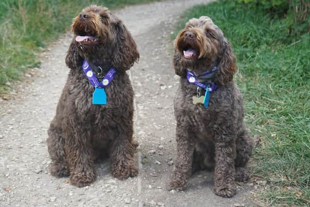 Two very good boys! Benson and Oscar proudly display their medals