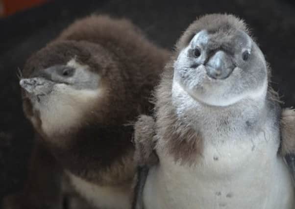 New penguins at Whipsnade Zoo