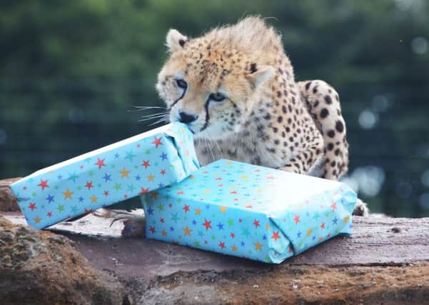 A Whipsnade cheetah with birthday presents