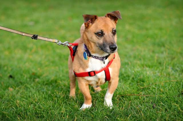 Dog walkers may soon be forced to keep pets on a lead