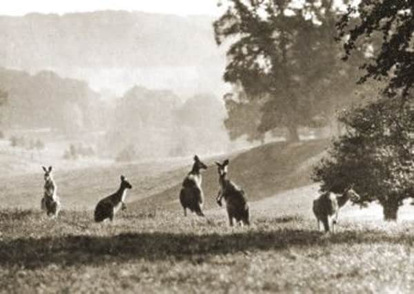 Wallabies in Tring Park and an emu head     PICTURES: Courtesy of Tring Local History and Museum Society