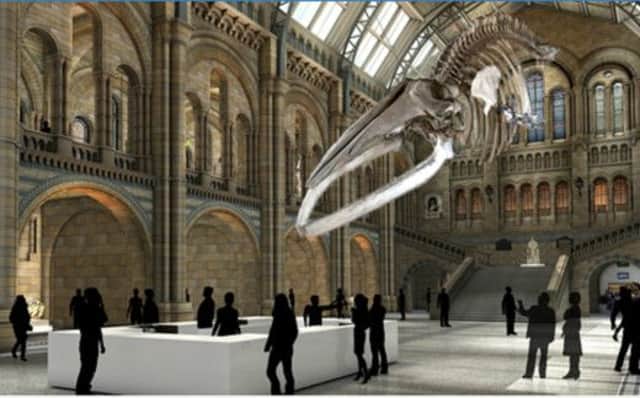 Artist's impression of what the blue whale skeleton would look like, and, below, Dippy has been wowing visitors for more than 30 years