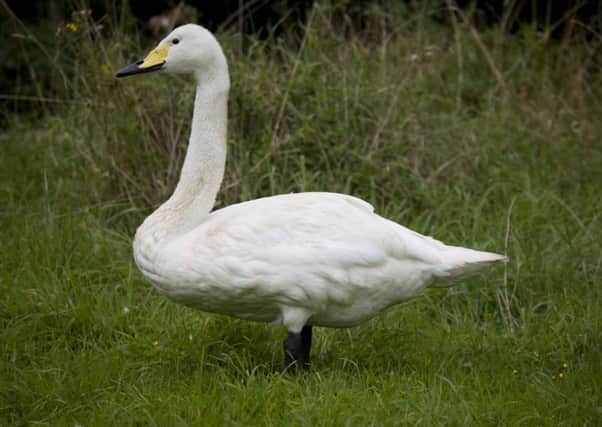 Symbol of Britain: The swan