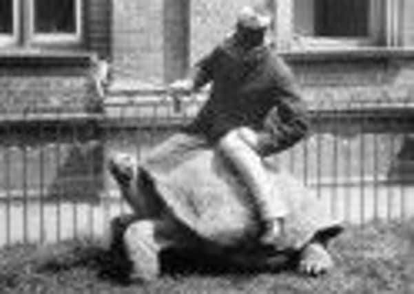 Walter Rothschild riding a tortoise.