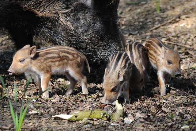 The wild boar piglets were born on April 8 PNL-150421-144035001