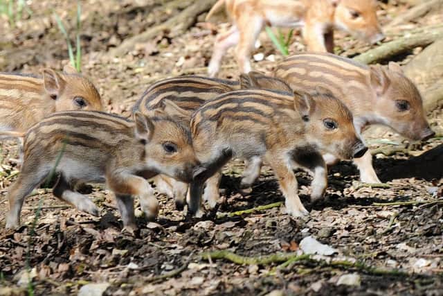 The wild boar piglets were born on April 8 PNL-150421-144145001