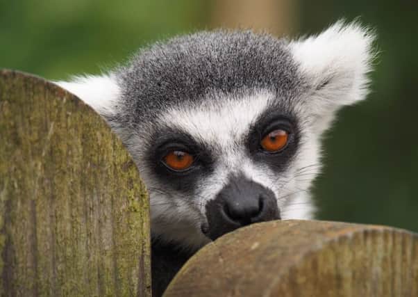 Whipsnade's existing lemurs are already a popular hit with visitors